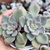 Echeveria Salmon 1H em pote 8 - PROMOÇÃO - comprar online