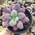 Echeveria Linguas 4C em pote 8 emitindo raizes - carunculas - comprar online