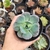 Echeveria venezuelensis 1H em pote 8