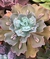 Echeveria Gibbiflora Ocean blue 4H cuia 18 - carúnculas - comprar online