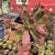 Echeveria gibbiflora Quasimodo 2D - emite carunculas - pote 9 - comprar online