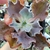 Echeveria gibbiflora zihe 1D - em pote 8 sem raizes - emite carunculas - comprar online