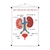 Banner De Lona Educativo Anatomia do Sistema Urinário - 85x60cm