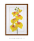Quadro Decorativo Flores Orquídeas Cymbidium na internet