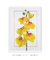 Quadro Decorativo Flores Orquídeas Cymbidium