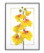 Quadro Decorativo Flores Orquídeas Cymbidium