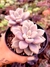 Graptoveria Ellen - comprar online