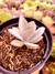 Echeveria Cante x Rubromarginata - comprar online