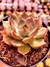 Echeveria Mensa Desire - comprar online