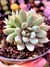 Echeveria White Line