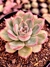 Echeveria Beneotine - comprar online