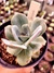 Echeveria Cansu - comprar online