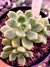 Graptoveria Channel