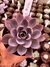 Echeveria Hera - comprar online