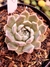 Echeveria Mary Bell