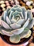 Echeveria Hibrida Lola - comprar online