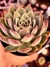 Echeveria Willy - comprar online