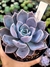 Echeveria Garoto - loja online