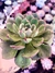 Echeveria Joan Daniel - comprar online