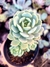 Echeveria Spring Jade - comprar online