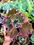 Gibiflora Mauna True na internet