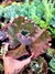 Gibiflora Mauna True - comprar online