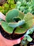 Echeveria Gibiflora Harry Butherfild - comprar online