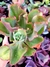 Echeveria Gibiflora Midori na internet