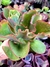 Echeveria Gibiflora Midori - comprar online