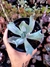 Echeveria Gibiflora Culibra na internet