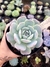 Echeveria Bluebell na internet