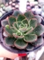 Echeveria Agita Rose - comprar online