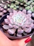 Echeveria Texensis Rosea - comprar online