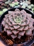 Echeveria Costany - comprar online