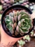 Echeveria Dawn Dew na internet