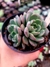 Echeveria Dawn Dew - comprar online