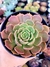 Echeveria Brown Rose na internet