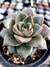 Echeveria Dionisios - comprar online