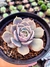 Echeveria Lotus - loja online