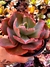 Echeveria Gib. Fire and Ice - comprar online