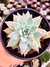 Echeveria Subalpina - comprar online