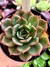 Echeveria Anne