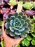 Echeveria Belle na internet