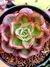 Echeveria Rauber