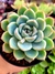 Echeveria Anise