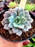 Echeveria Violet Magic