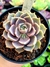 Echeveria Iron Frist