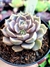 Echeveria Iron Frist - comprar online