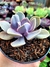 Echeveria Valkyrie Trompete - comprar online