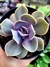 Echeveria Valkyrie Trompete